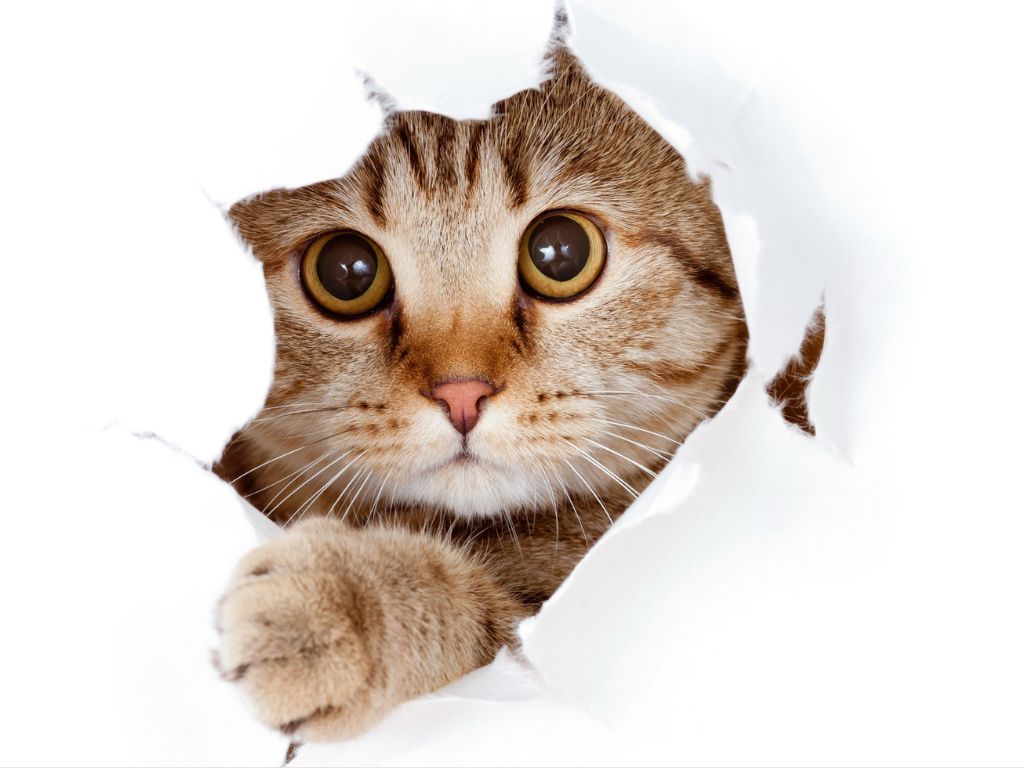 Kinderyoga mit Katzen in Wien