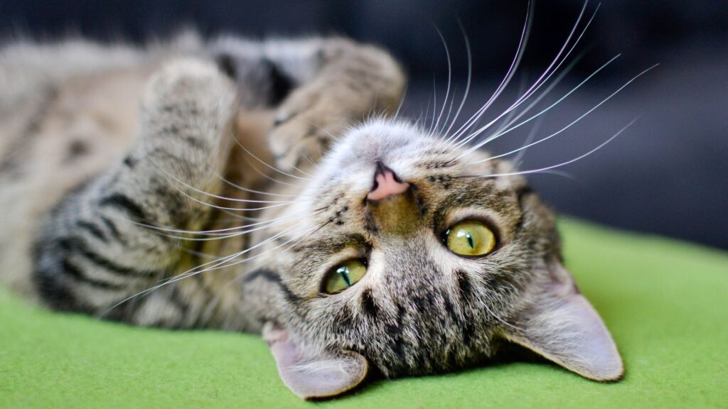 Kinderkatzen yoga